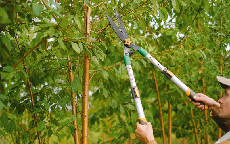 Tree trimming in Juncos, PR